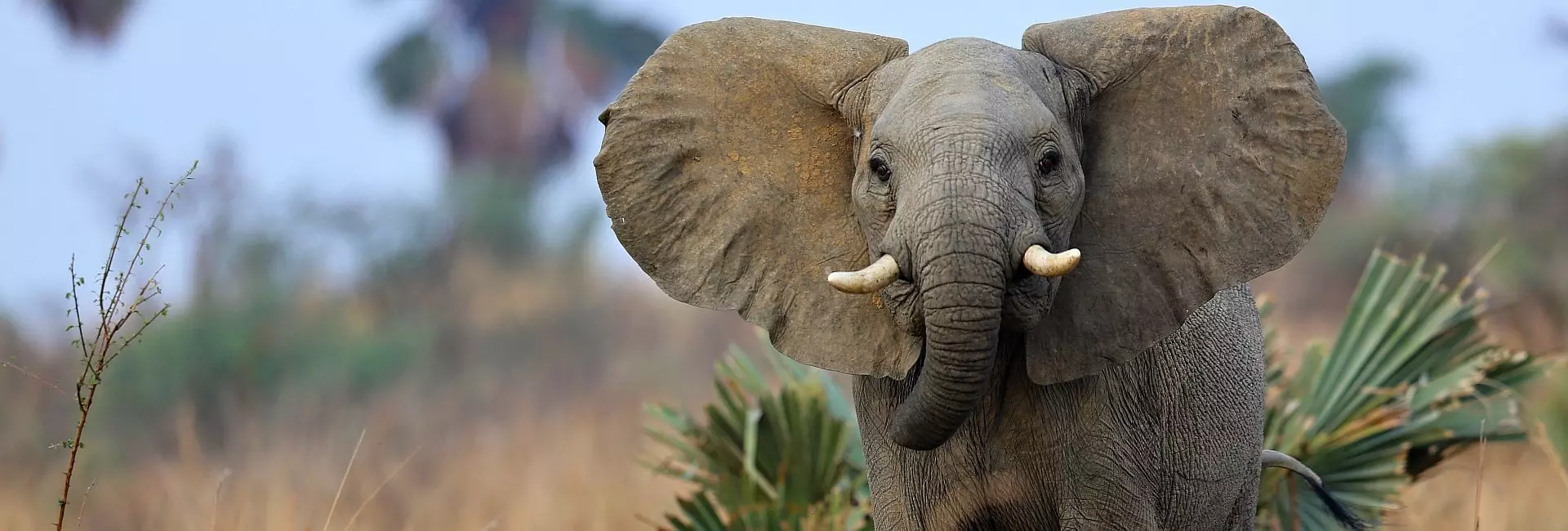 Elephants