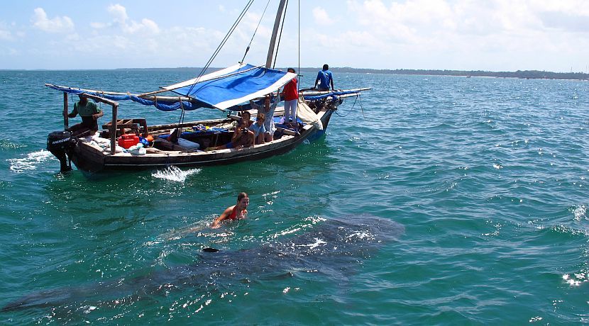 Be A Marine Conservation Volunteer! 