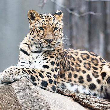 News In Review - The Animal Stories You May Have Missed Throughout March