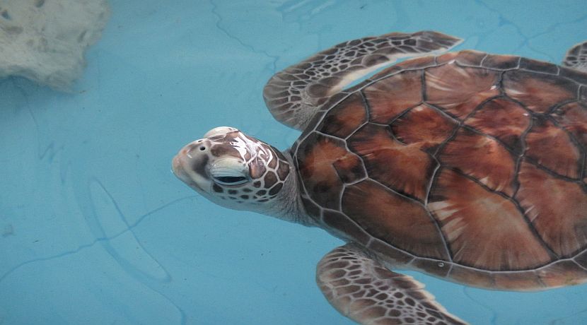 Maldives Conservation Project