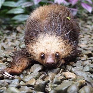 International Sloth Day 2017 - Learn More About These Amazing Animals