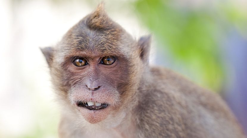 What's The Difference Between Monkey and Ape?