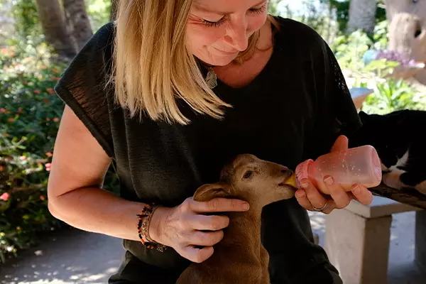 Small Animal Feeding