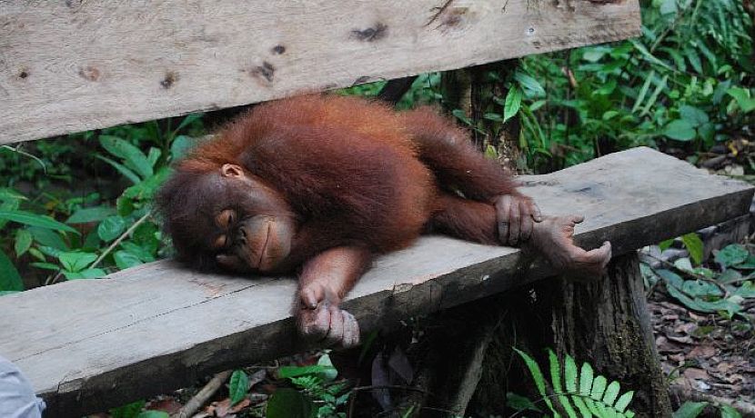 More than just an Orangutan Holiday
