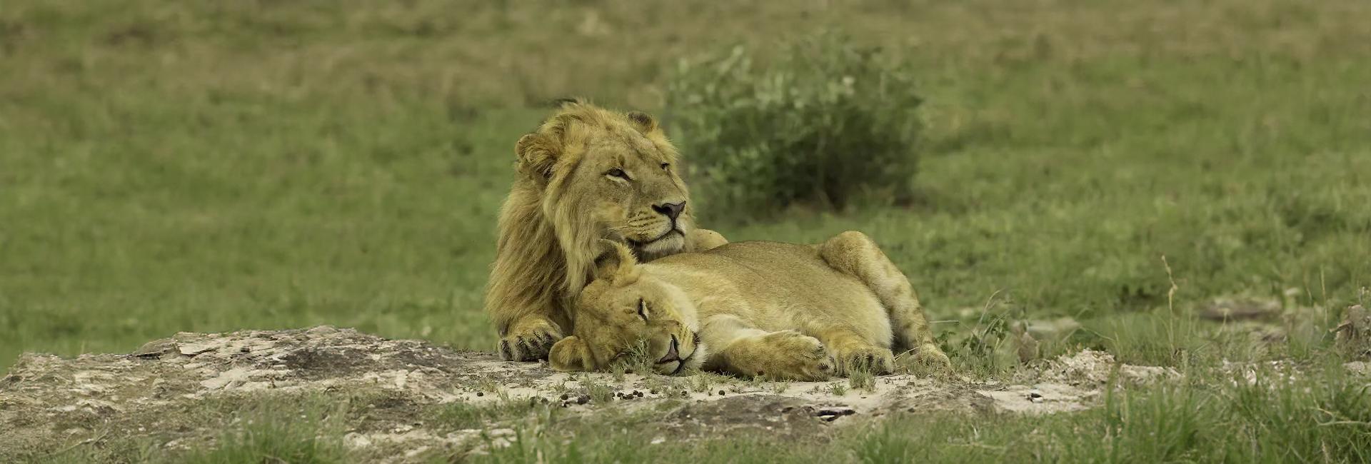 Meet Kevin Richardson, The Alleged 'Lion Whisperer' - What Do You Think Of His Practices?
