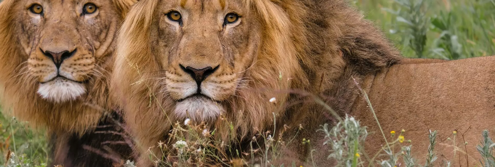 Volunteer With Lions