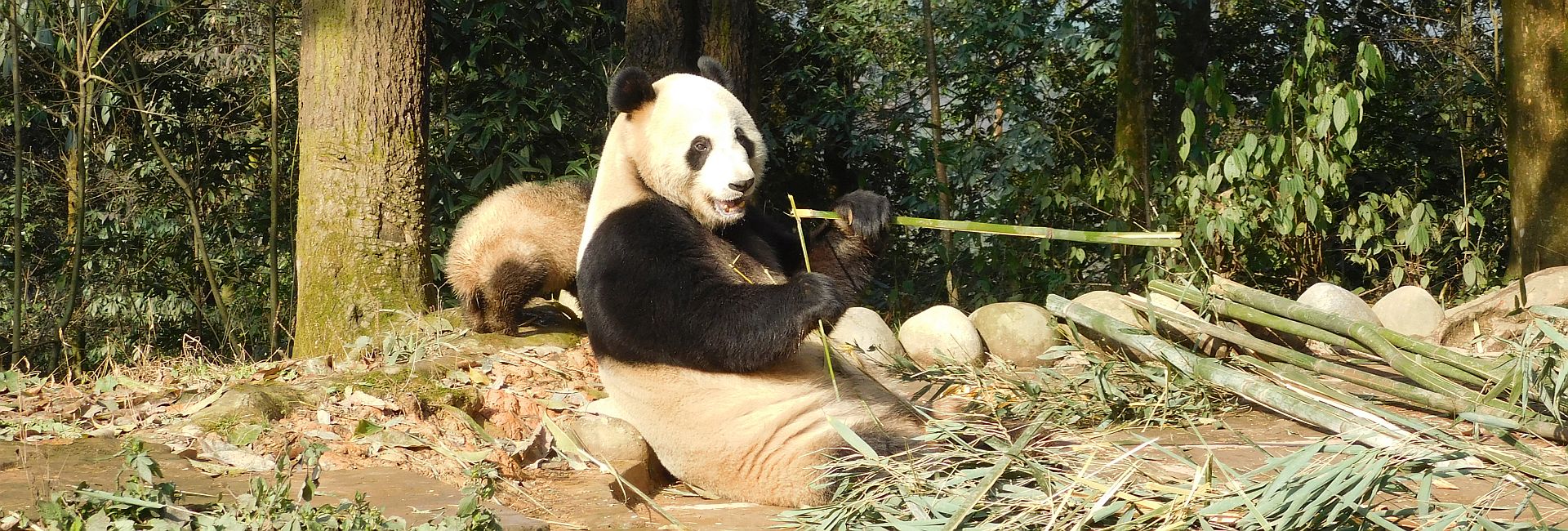 Check Out Our Latest Volunteer Update From The Panda Volunteer Experience In China - In Pictures! 