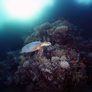 ​A Day In The Life Of A Costa Rica Turtle Conservation Volunteer!