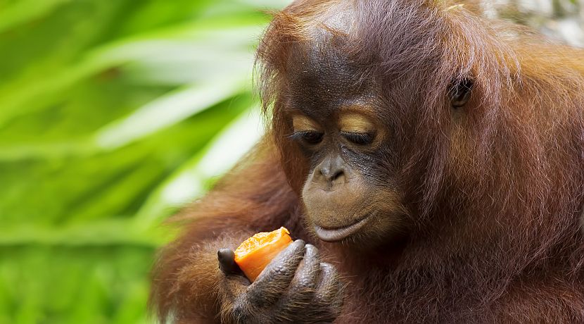8 Facts About Orangutans!