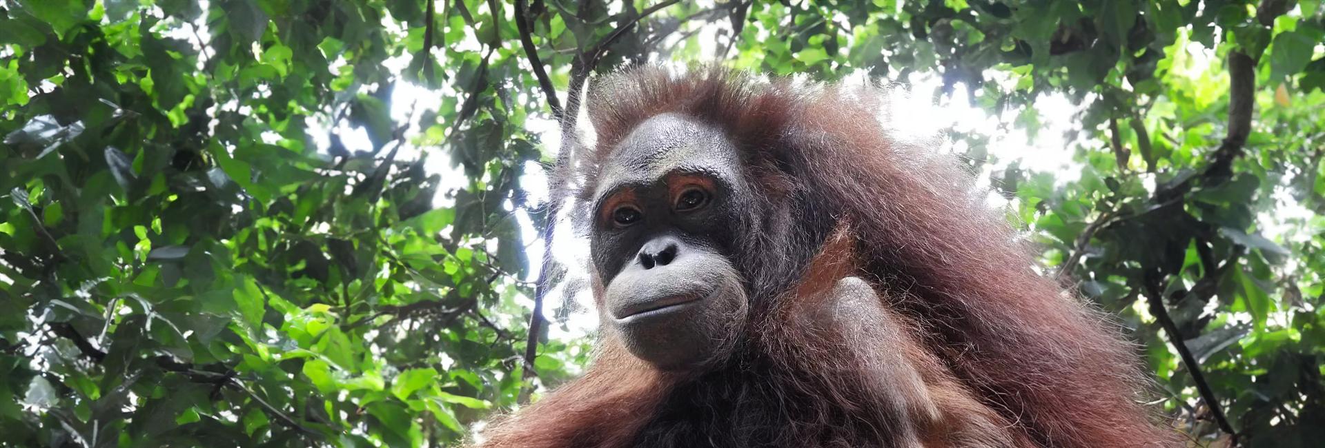6 More Orangutans Ready For Release At Samboja Lestari!