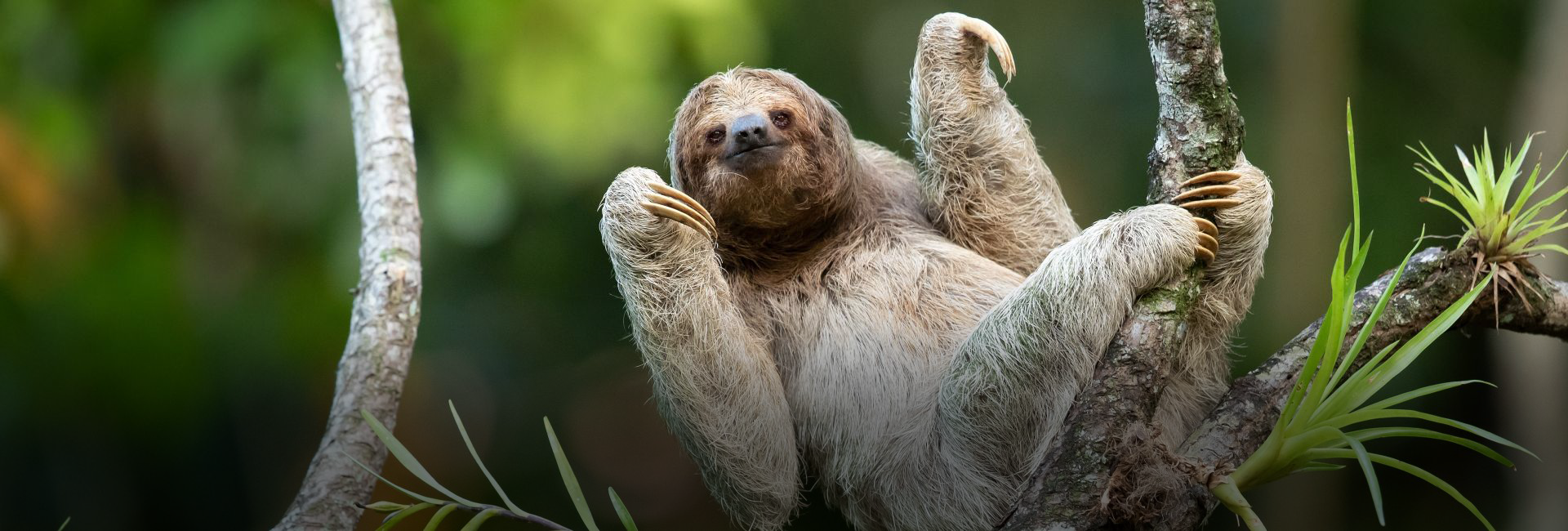 6 Fun Sloth Facts for International Sloth Day 2024 