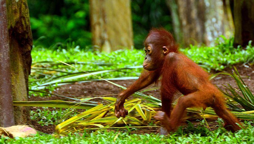 How Will You Be Helping On Our Orangutan Projects?