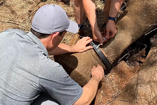 Rhino Dehorning & Collaring