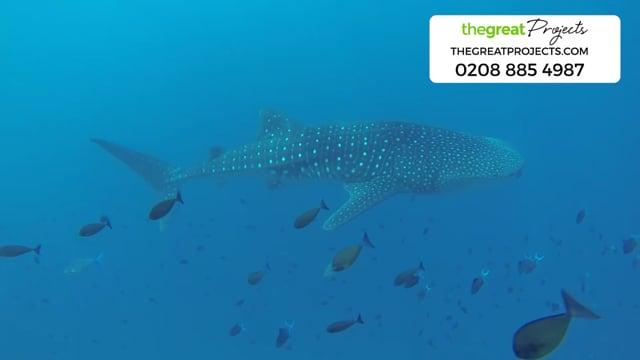 Whale Shark Conservation