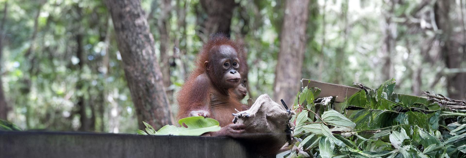 An Update From The IAR Orangutan Project!