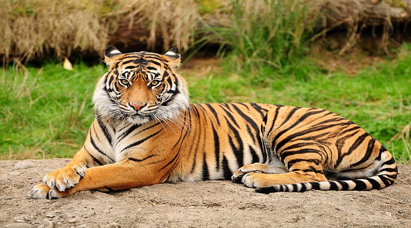 Tigers Face Extinction By 2022