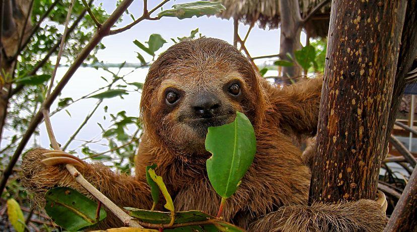 International Sloth Day 2016 - 2 Species Already Endangered!