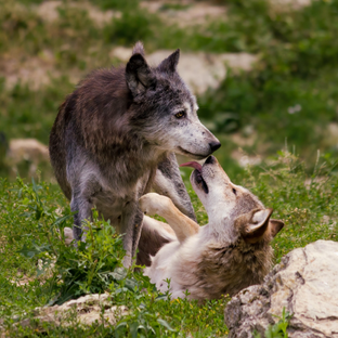 Love in the Wild: Animals That Mate for Life vs Casual Daters