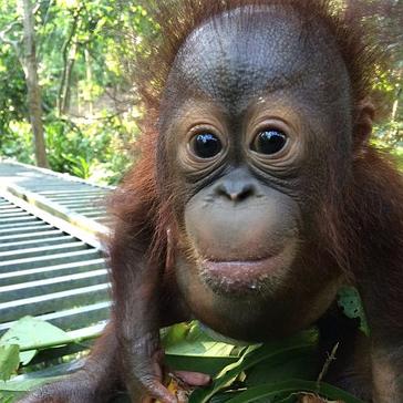 The Baby Orangutans At Samboja Lestari Get A New Home!