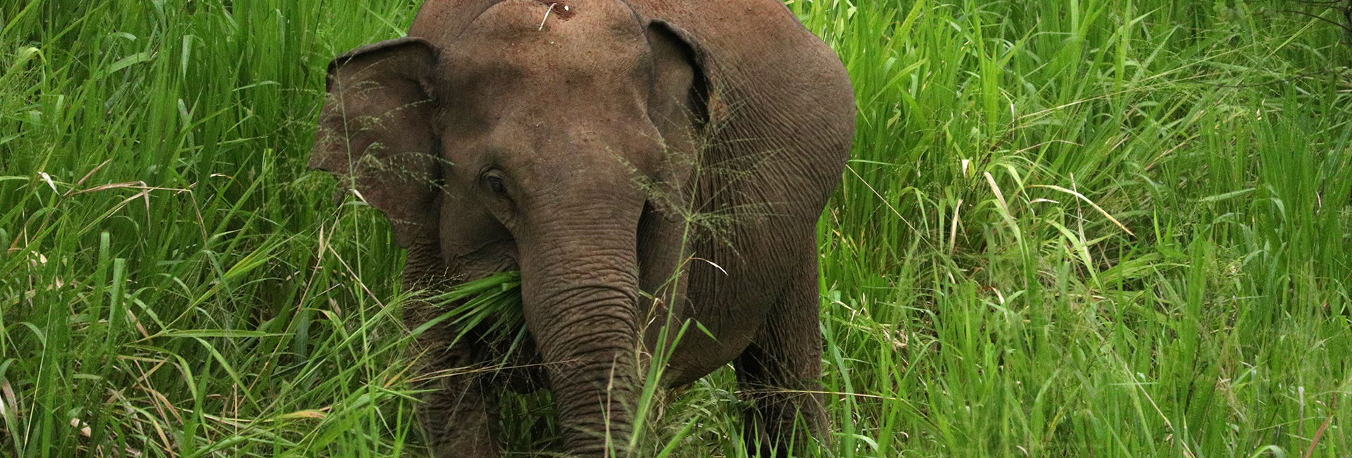 Ellie's 19 Top Tips For The Great Elephant Project!