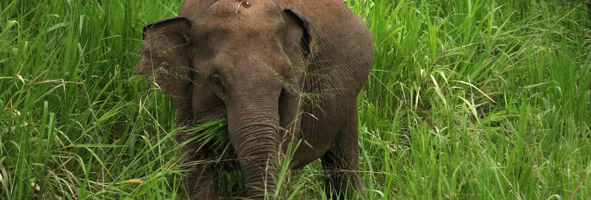 Ellie's 19 Top Tips For The Great Elephant Project!