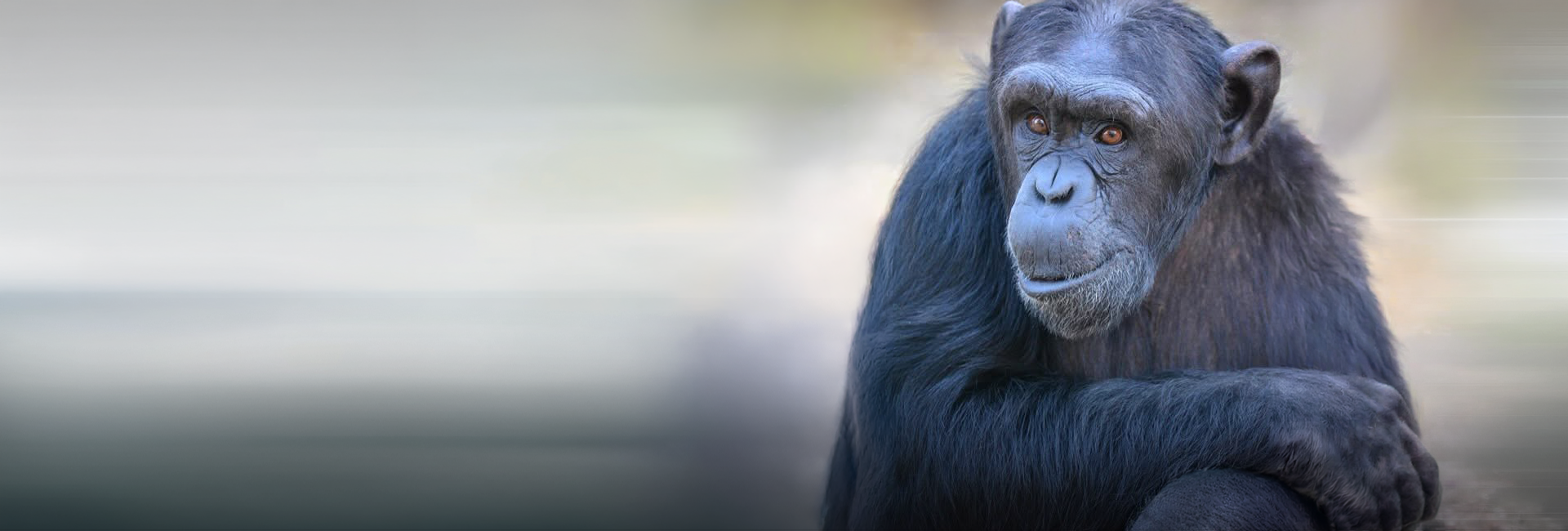 How Volunteers Help Shape Chimpanzee Enrichment at Chimp Eden