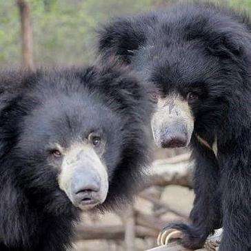 Excellent News from Wildlife SOS