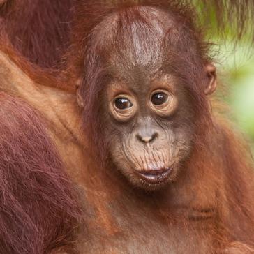 Help With Orangutan Rehabilitation!