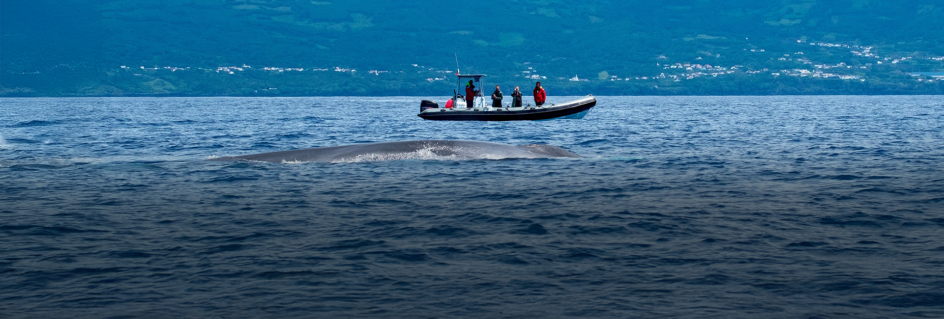 World Whale Day 2025: Can We Apply Lessons from the Decline of Commercial Whaling to Other Exploitative Industries?