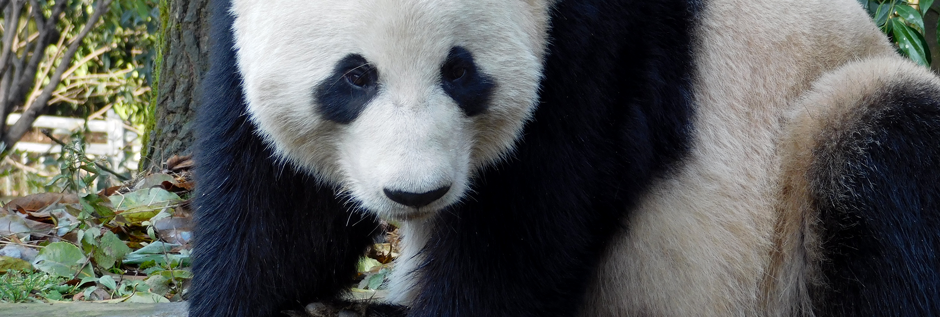 National Panda Day - Less Than 2000 Remaining!