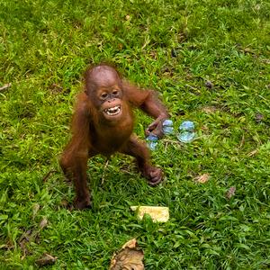 The Great Orangutan Project Review: Ruth's Volunteer Experience