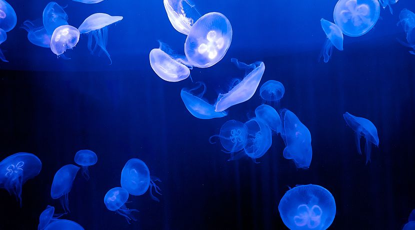 Harrowing Habitats - The Strangest Places You Might Find Wildlife!