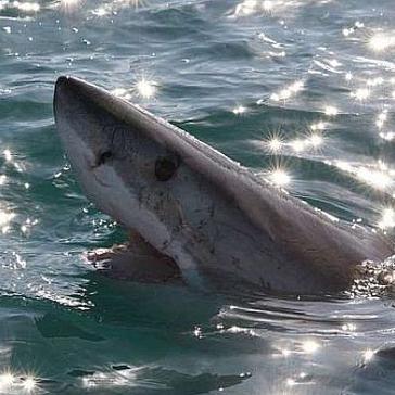 Shark: Up Close and Personal
