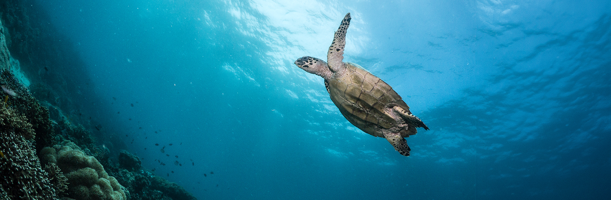 Diving Volunteering Projects