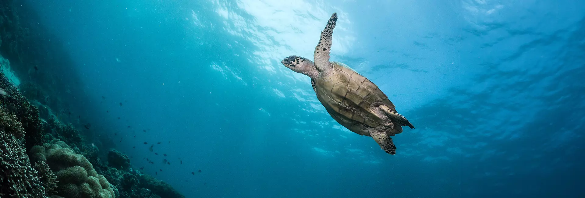 Sea Turtle Conservation