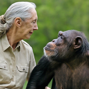 Honouring Jane Goodall: A Personal Tribute from The Great Projects
