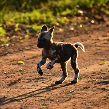Zululand’s Remarkable Painted Puppies Reared By Pack Males!