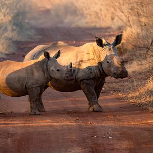 Celebrating a Conservation Win This World Rhino Day 