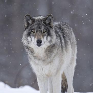 National Wolf Awareness Week - Only 97 Mexican Grey Wolves Remaining! 