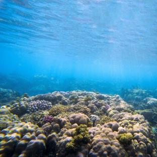 Help Keep Our Oceans Clean This Mother Ocean Day! 