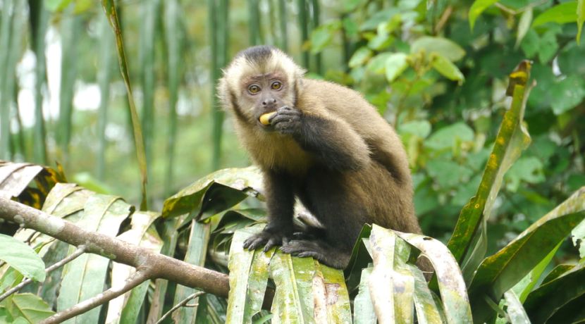 Meet the animals at the Bolivia Wildlife Sanctuary