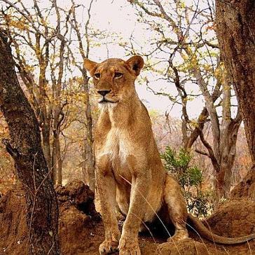 New arrivals on The Great Lion Project