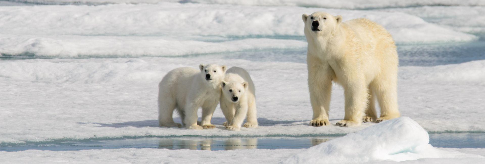 International Polar Bear Day 2017