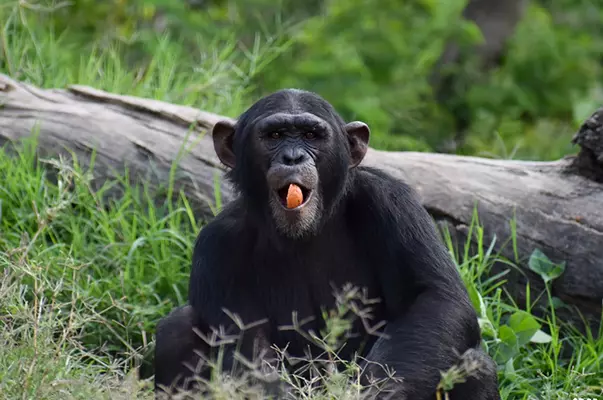 Food Prep & Distribution at Chimp Eden - The Jane Goodall Institute