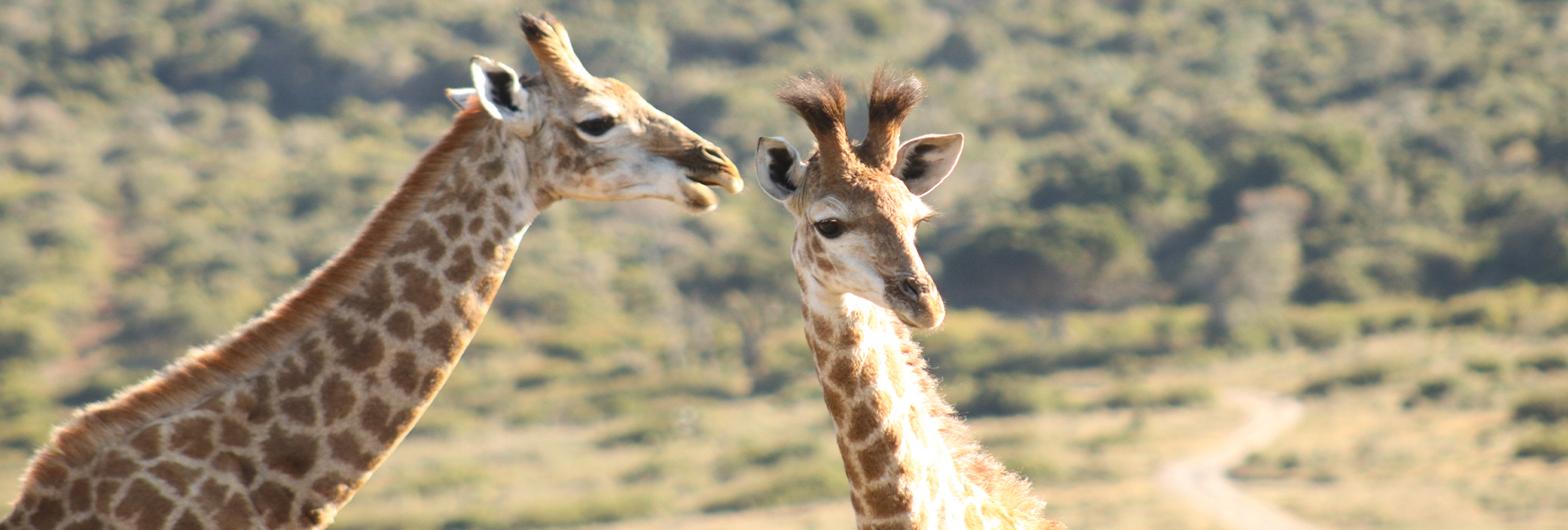 The Kariega ‘Big 5’ Conservation Project has evolved! 