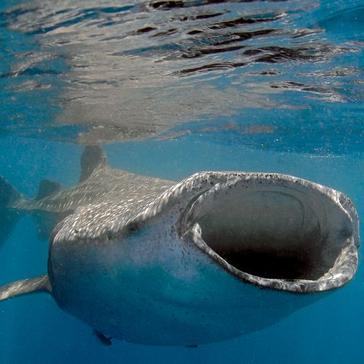 7 Facts About Whale Sharks You Won't Believe! 