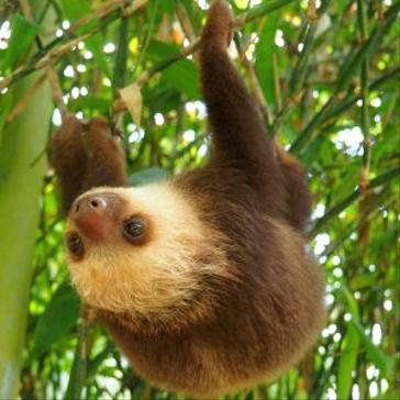 International Sloth Day 2018 - Sloths need our help, so let’s get moving!