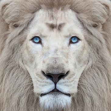 Bewitching Big Cats - Get To Know The Stars Of Our New Project! 