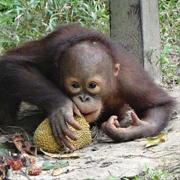 Harriet's Return from Samboja Lestari 