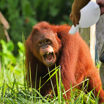 Does Volunteering Abroad Really Help? Bumi the Orangutan’s Story Says Yes